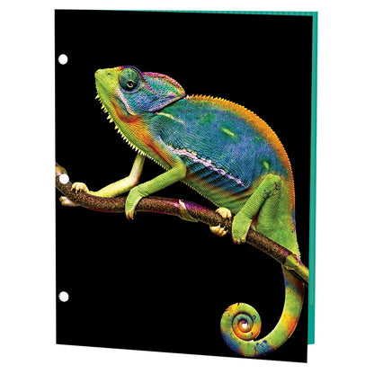 Reptiles Portfolios