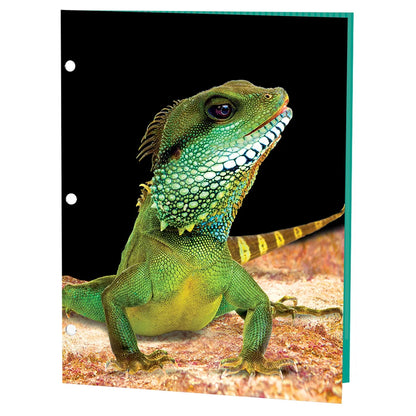Reptiles Portfolios