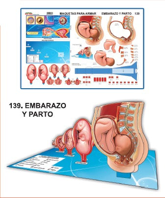 MODELO MAQUETA EMBARAZO Y PARTO
