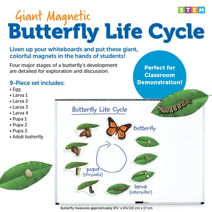 Giant Magnetic Butterfly Life Cycle