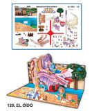 MODELO MAQUETA EL OIDO