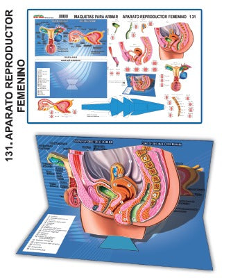 MODELO MAQUETA APARATO REPRODUCTOR FEMENINO