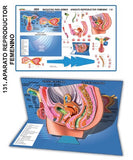 MODELO MAQUETA APARATO REPRODUCTOR FEMENINO