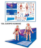 MODELO MAQUETA CUERPO HUMANO
