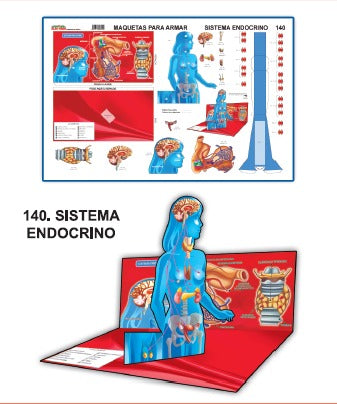 MODELO MAQUETA SISTEMA ENDOCRINO