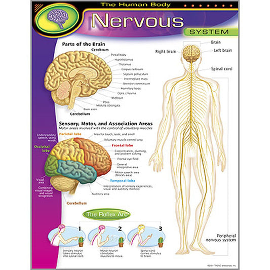 THE HUMAN BODYNERVOUS SYSTEM CHART