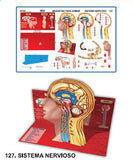 MODELO MAQUETA SISTEMA NERVIOSO