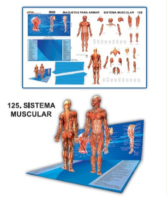MODELO MAQUETA SISTEMA MUSCULAR